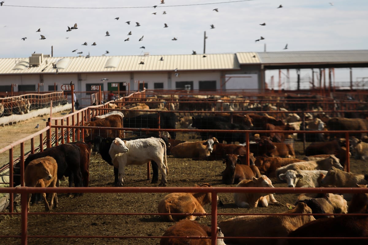 Estados Unidos suspende la importación terrestre de ganado de México por la crisis del gusano barrenador