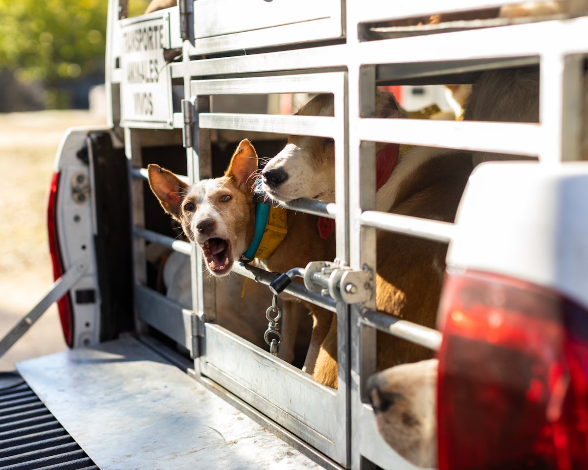 Fedexcaza: Una protectora denuncia el sorteo de un cachorro de podenco por la federación extremeña de caza en un encuentro escolar | España