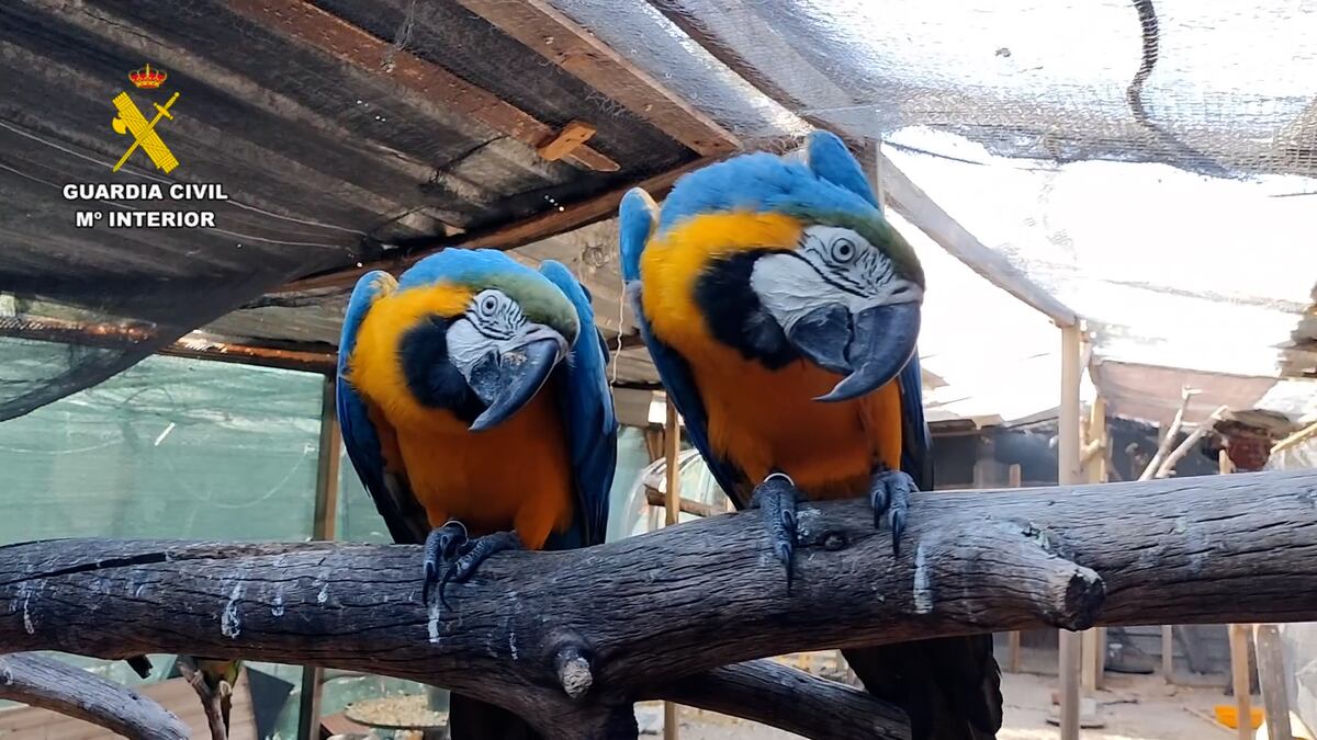 Desmantelada una red internacional de tráfico de especies protegidas, la mayoría aves exóticas | Clima y Medio Ambiente
