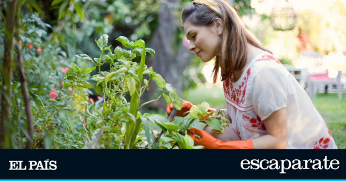 Crean una ‘vacuna vegetal’ que blinda tu jardín contra plagas y enfermedades | Estilo de vida | Escaparate