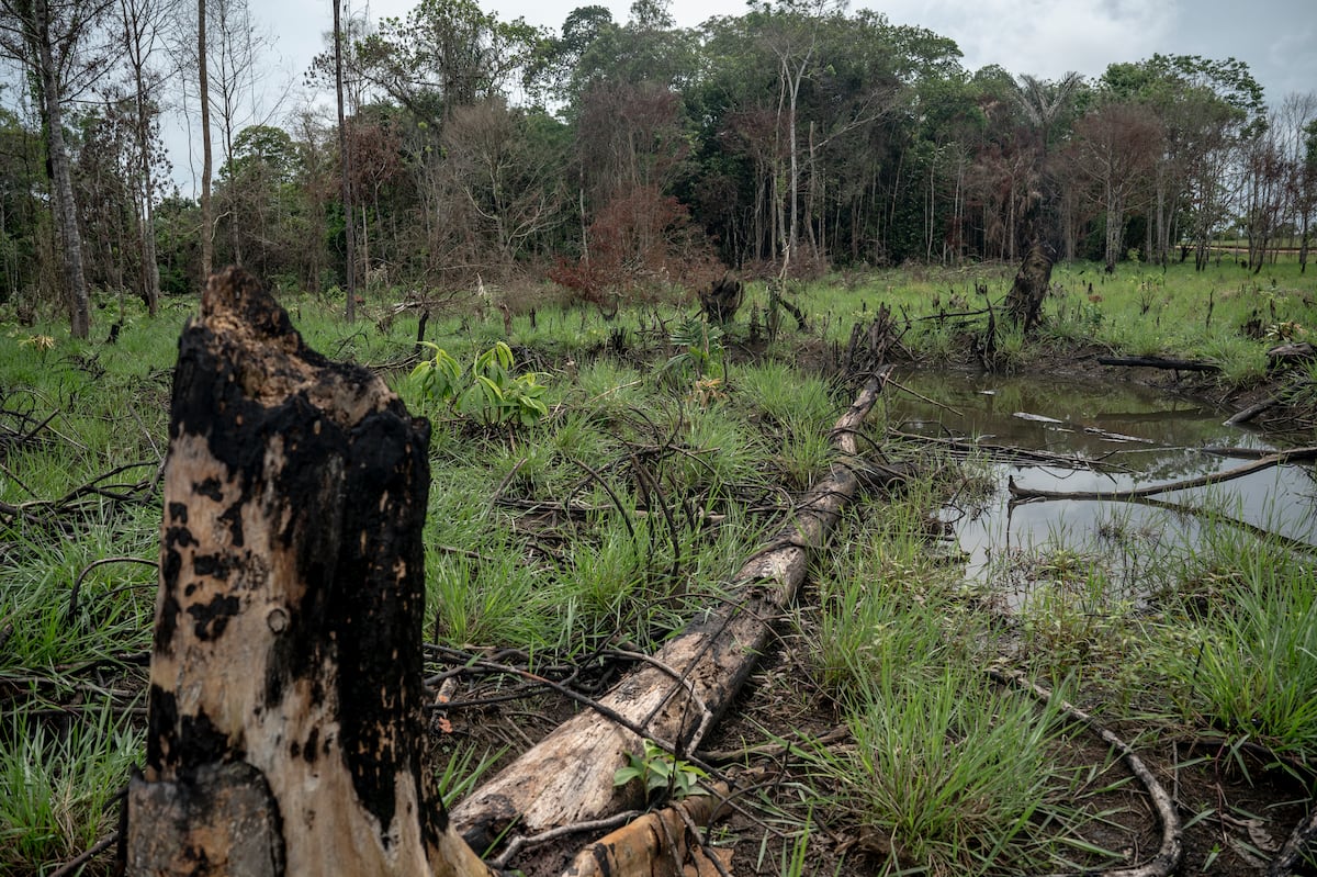 La disidencia de Calarcá congela con amenazas un proyecto de reforestación para presentarlo como iniciativa propia
