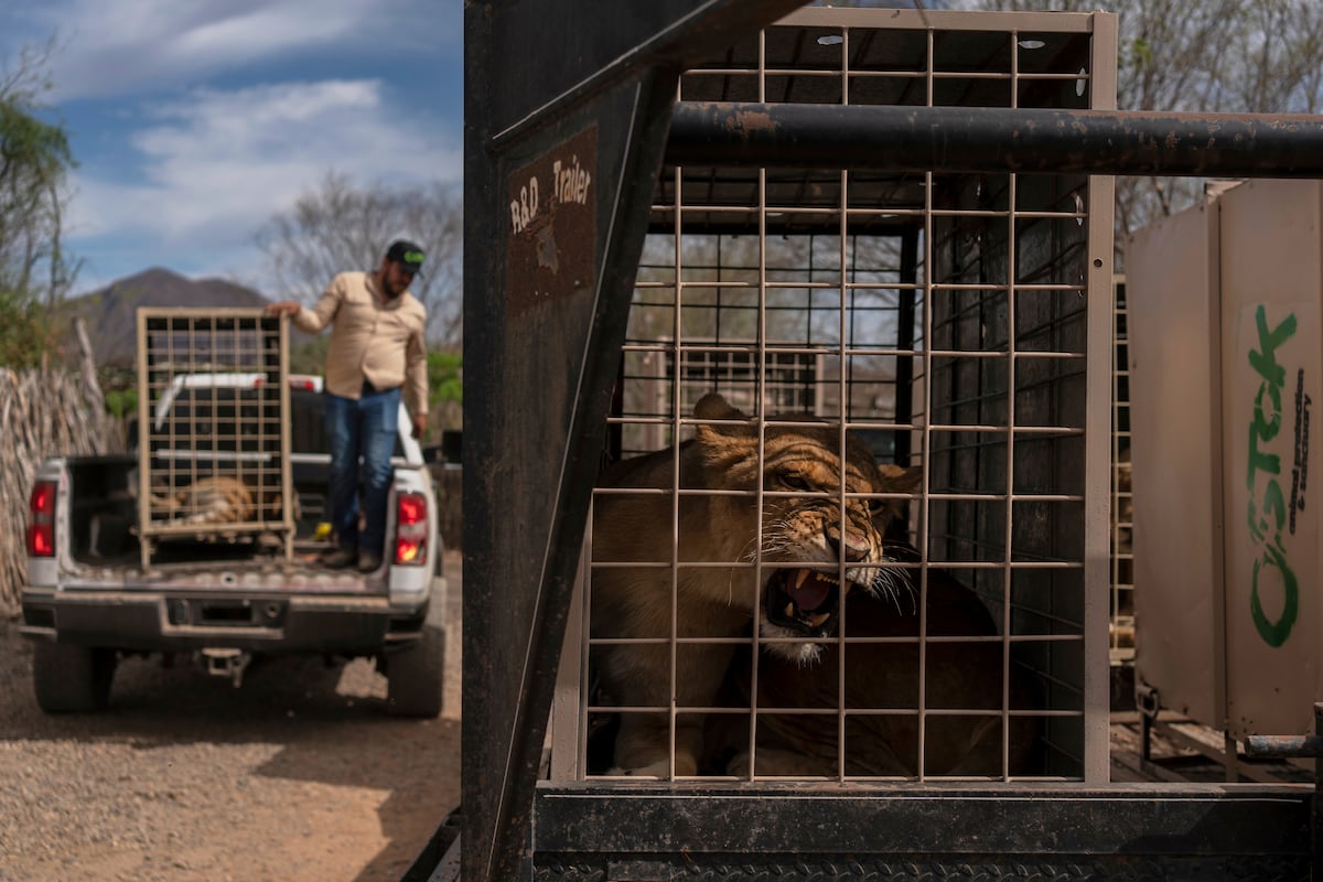 Video | 700 animales huyen de la violencia del crimen organizado en Culiacán