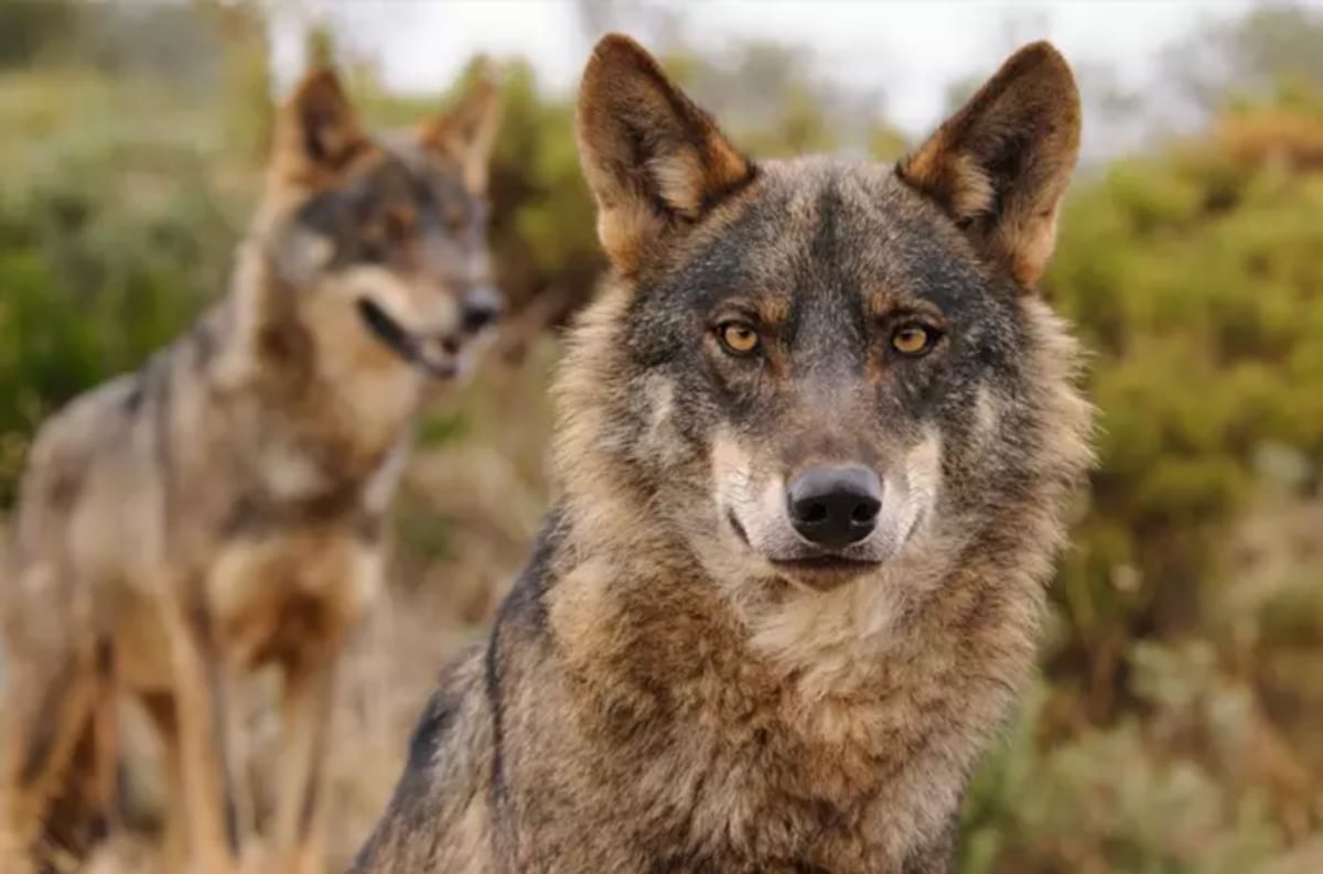 “Nos hace falta el lobo”. Se reabre el debate en Andalucía sobre la recuperación de este depredador | Noticias de Andalucía