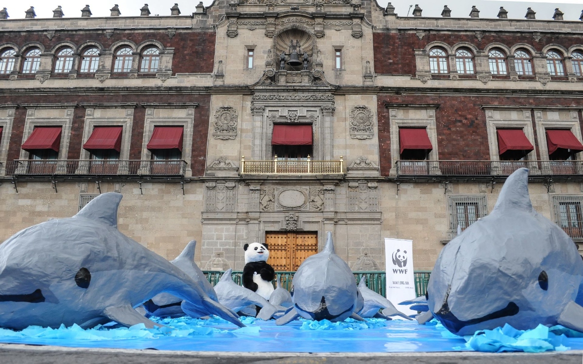 La vaquita marina es víctima de la falta de métodos alternativos de pesca: Científicos | Video